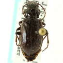 Image of Nebriinae