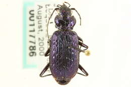 Image of Nebria