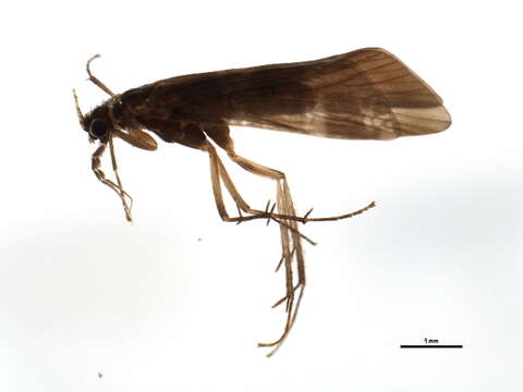 Image of Cheumatopsyche (Cheumatopsyche) trifascia Li ex Li & Dudgeon 1988