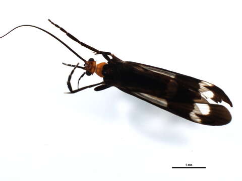 Image of Hydropsychoidea