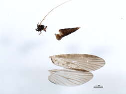 Image of fingernet caddisflies