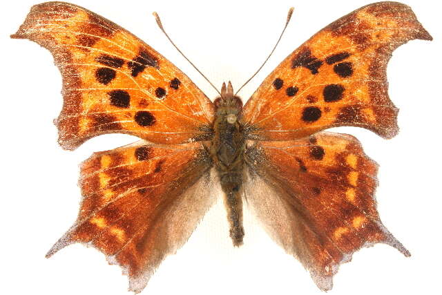 Слика од Polygonia interrogationis Fabricius 1798