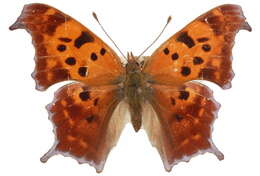 Слика од Polygonia interrogationis Fabricius 1798