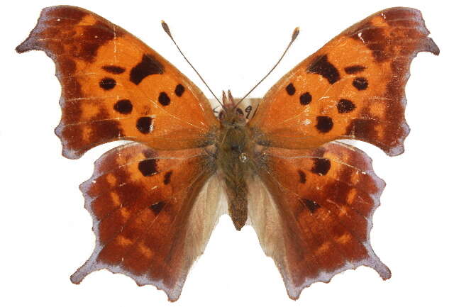 Слика од Polygonia interrogationis Fabricius 1798