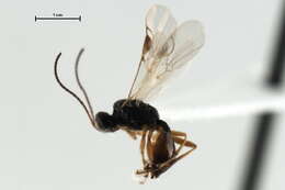 صورة <i>Peristenus mellipes</i>