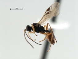 صورة <i>Peristenus mellipes</i>