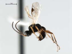 صورة <i>Peristenus mellipes</i>