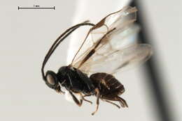 Image of <i>Dolichogenidea sicaria</i>