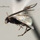 Image of <i>Dolichogenidea azovica</i>