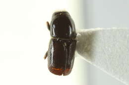 Image of Scolytus