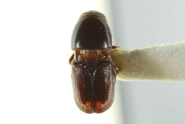 Image of Scolytus