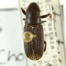 Image of Coptonotus