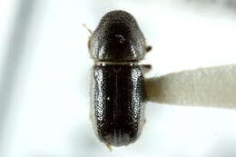 Image of Conophthorus