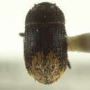 Image of Strombophorus