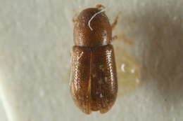 Image of Palm Seed Borers