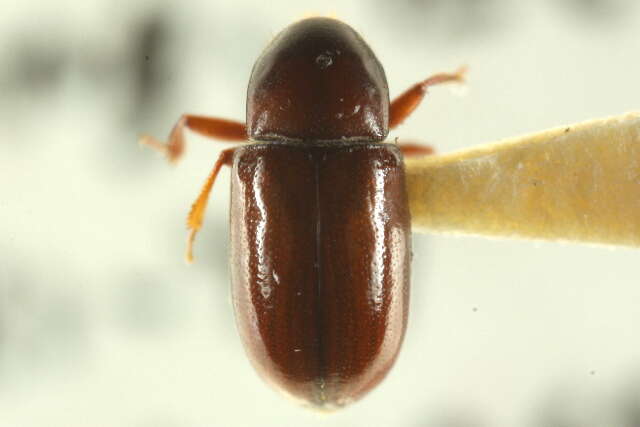 Image of Scolytodes