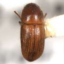 Image de Leptoxyleborus