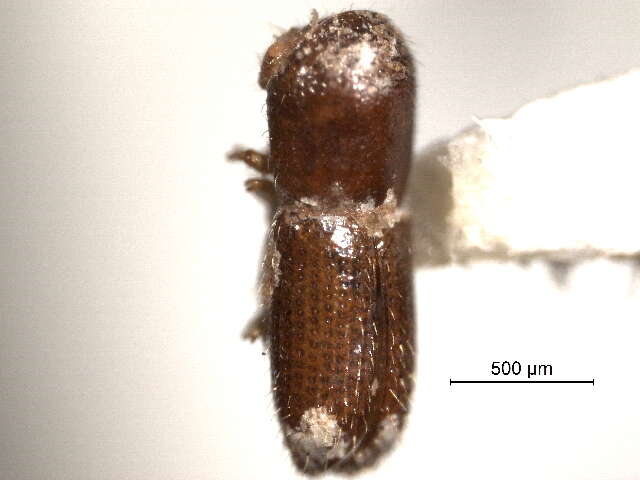 Image of Xyleborinus