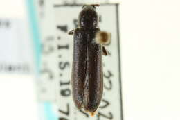 Image of Phymatodes