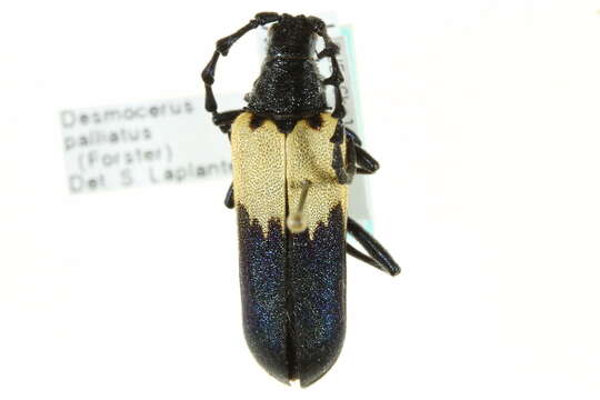Image of Elderberry Longhorn Beetles