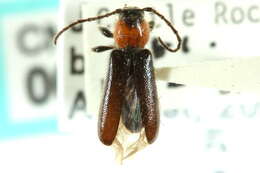 Image of Phymatodes