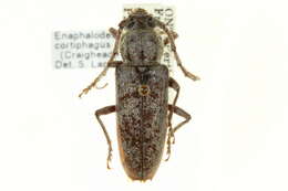 Image of Oak Borer