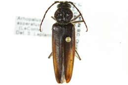 Image of Arhopalus