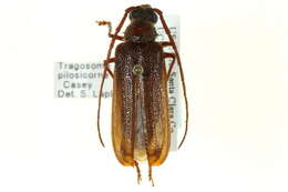 صورة Tragosoma pilosicornis Casey 1890