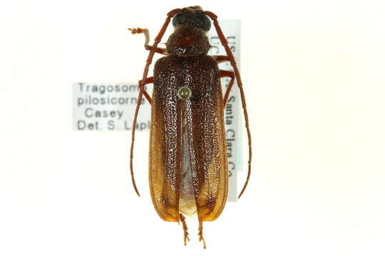 صورة Tragosoma pilosicornis Casey 1890