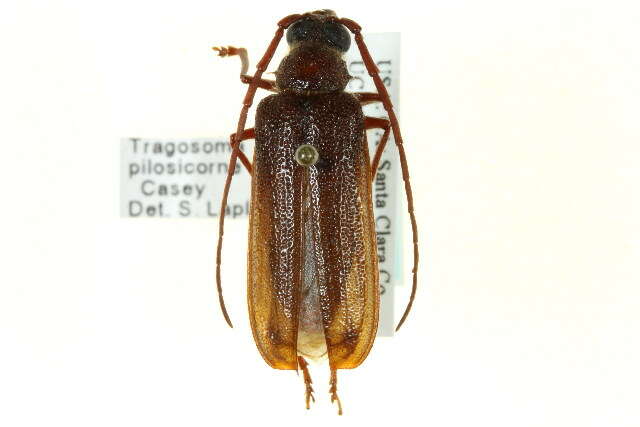 صورة Tragosoma pilosicornis Casey 1890