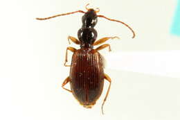 Image of Oxypselaphus