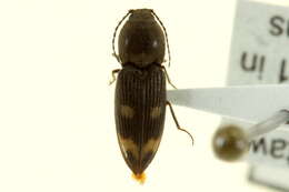 Image of Paracardiophorus