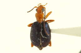 Image of Brachinus