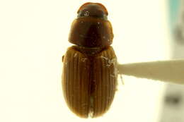 Image of Melinopterus