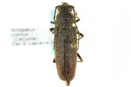 Image of Arhopalus