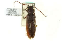 Image of Arhopalus