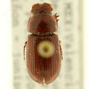Image of Dellacasiellus