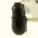 Image of Planolinoides