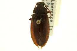 Image of Capnochroa Le Conte 1862