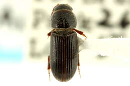 Image of Pleurophorus