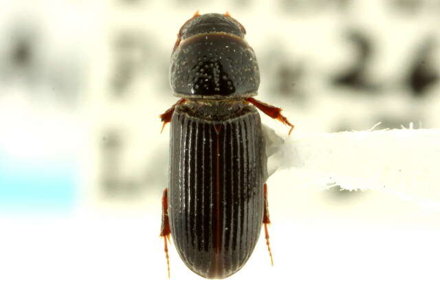 Sivun Pleurophorus kuva