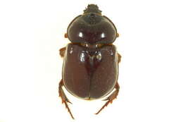 Image of Ox Beetles