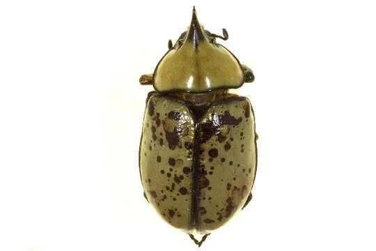 Image of Hercules Beetles