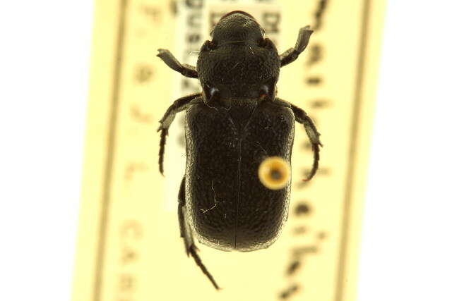 Image of Cetoniidae