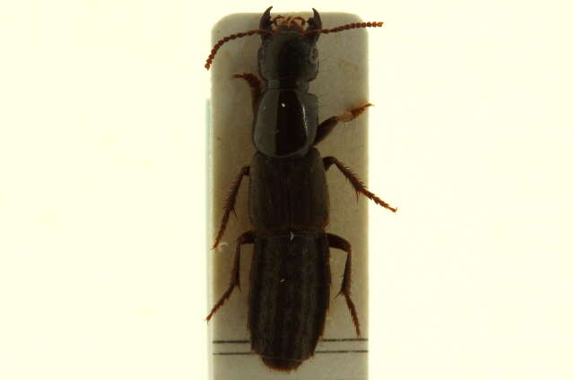 Image of Ocypus