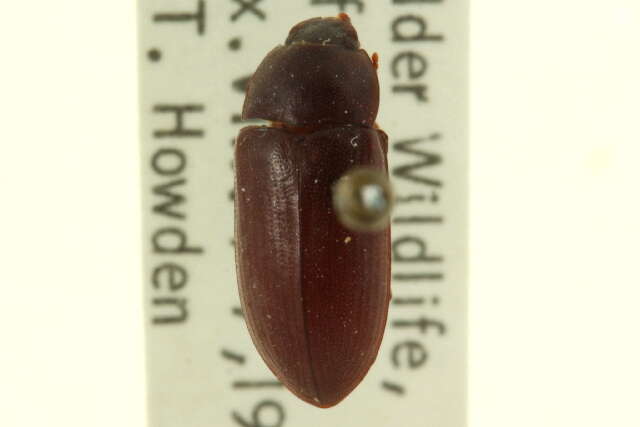 Image of darkling beetles