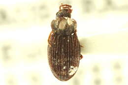 Image of Diaperinae Latreille 1802