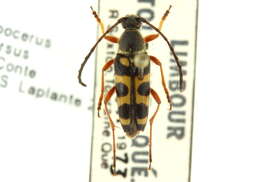 Image of Typocerus