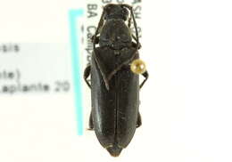 Image of Lepturopsis