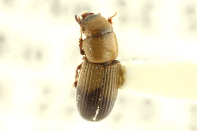 Image of Phrenapatinae Solier 1834